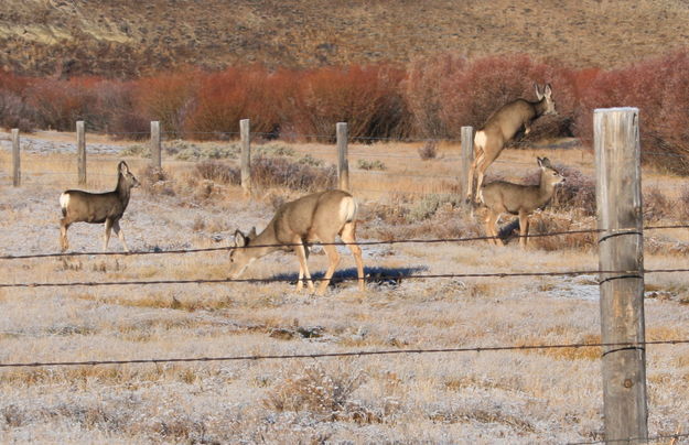 Mule Deer jumping fence. Photo by Fred Pflughoft.
