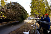 Bringing tree in. Photo by David Swift.