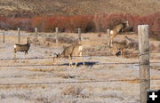 Mule Deer jumping fence. Photo by Fred Pflughoft.