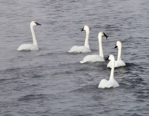 Trumpeter swans. Photo by Dave Bell.