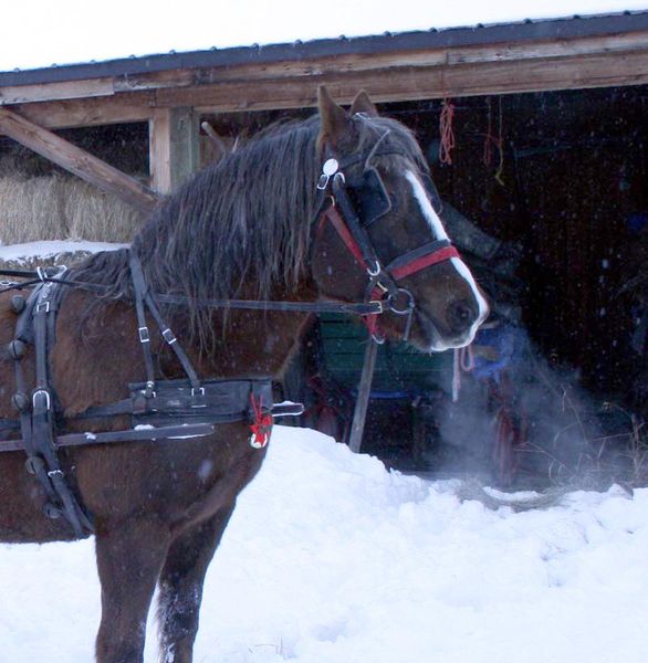 Cold air. Photo by Dawn Ballou, Pinedale Online.