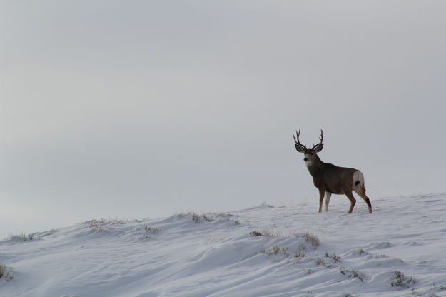 Mule Deer Buck. Photo by Cat Urbigkit.