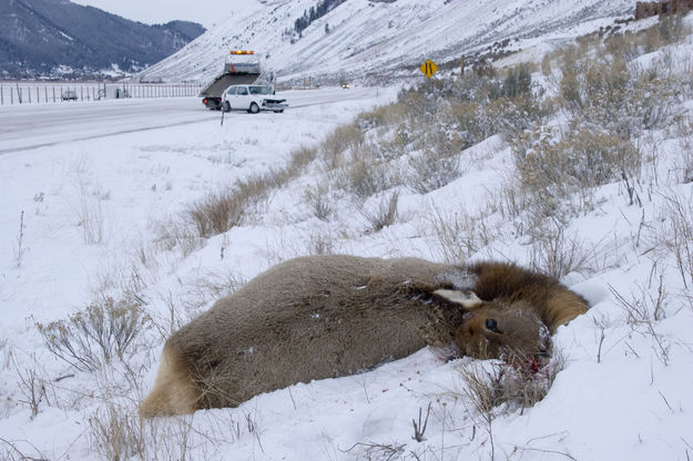Road-kill elk. Photo by Mark Gocke, WGFD.