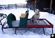 Sissy is ready to ride. Photo by Dawn Ballou, Pinedale Online.