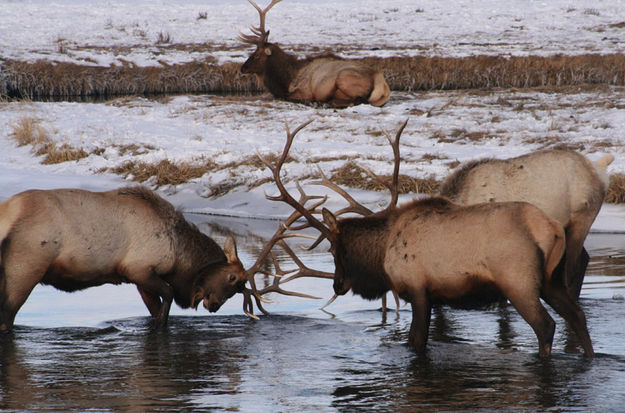 Bull Elk. Photo by Sammie Moore.