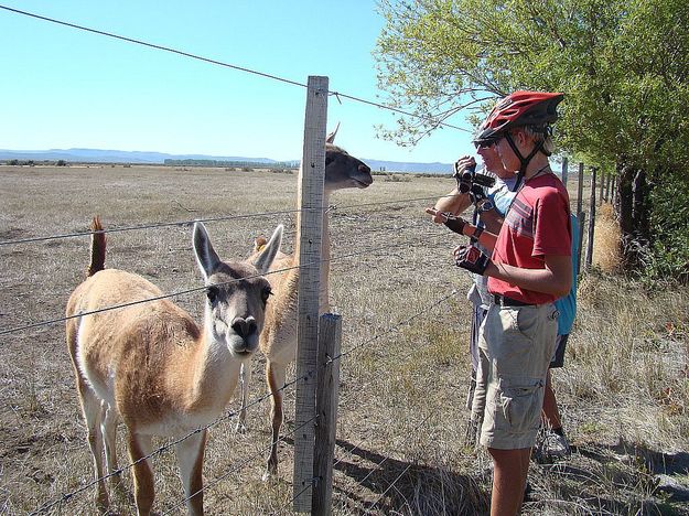 Guanaco. Photo by Family on Bikes.