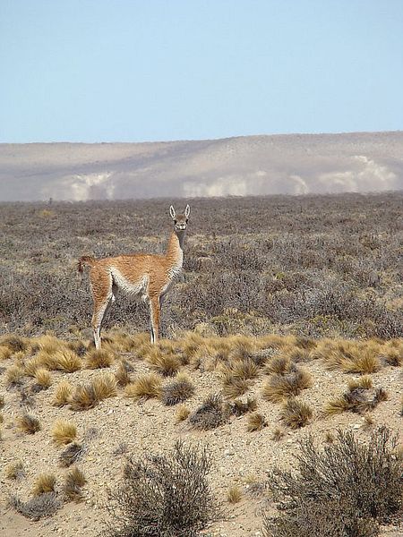 Another guanaco. Photo by Family on Bikes.