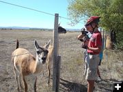 Guanaco. Photo by Family on Bikes.