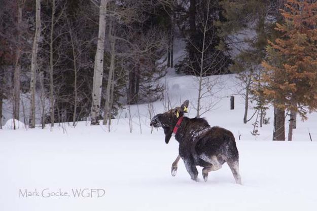 All set. Photo by Mark Gocke, Wyoming Game & Fish.