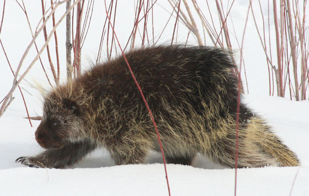 On the move. Photo by Dawn Ballou, Pinedale Online.