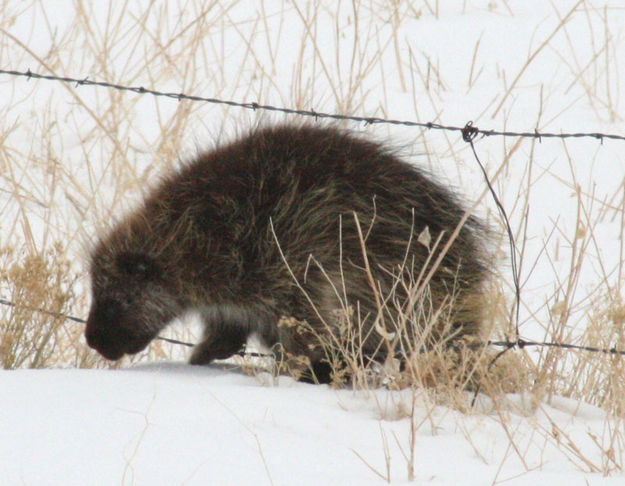 Stepping over the wire. Photo by Dawn Ballou, Pinedale Online.