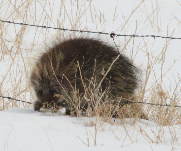 Pushing down the barb wire. Photo by Dawn Ballou, Pinedale Online.