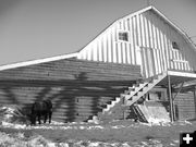 Cow by the barn. Photo by Gordie Banks.