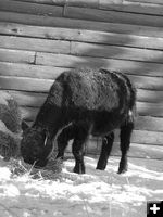 Grabbing a snack. Photo by Gordie Banks.