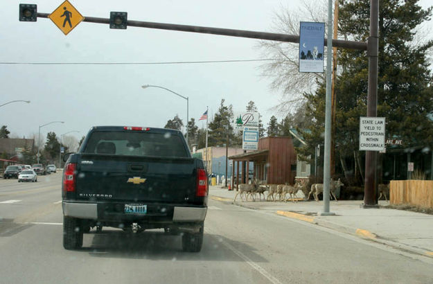 Deer Crossing. Photo by Dawn Ballou, Pinedale Online.