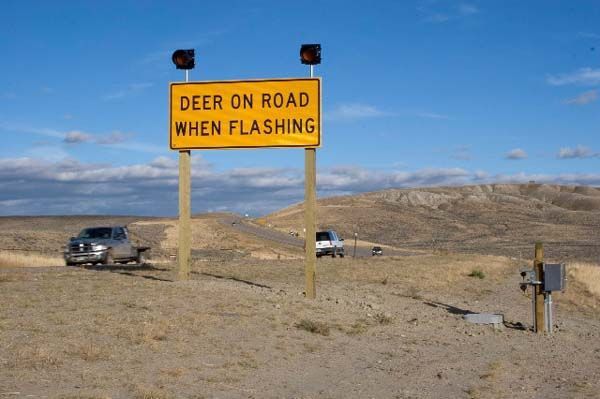 Wildlife warning signs. Photo by Wyoming Department of Transportation.
