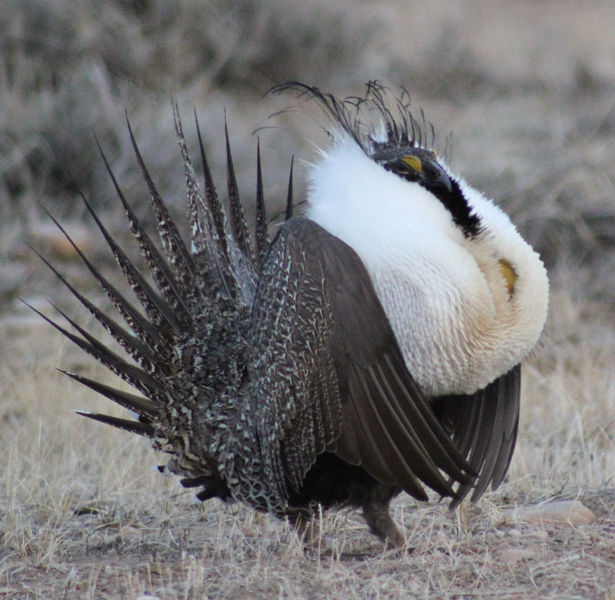 Strutting. Photo by Cat Urbigkit.