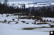 Elk Feedground. Photo by Dave Bell.