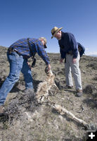 2011 fawn survey. Photo by Mark Gocke, Wyoming Game and Fish Department.