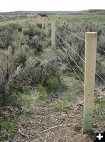New fence. Photo by Dawn Ballou, Pinedale Online.