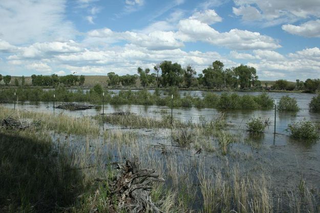 New Fork River - June 25. Photo by Dawn Ballou, Pinedale Online.