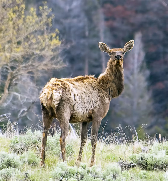 Scraggly Elk. Photo by Dave Bell.