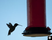 Hummingbird. Photo by Dave Bell.