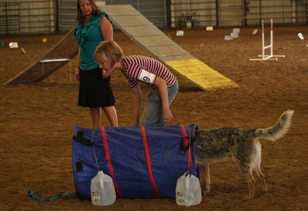 Agility Tunnel. Photo by Dawn Ballou, Pinedale Online.