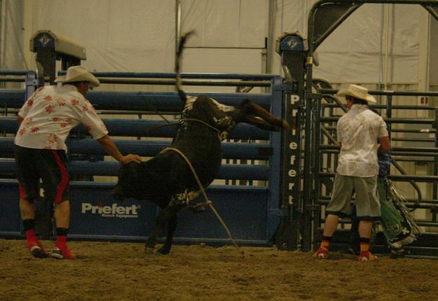 Bull Fighters. Photo by Dawn Ballou, Pinedale Online.