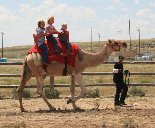 Free Camel Rides. Photo by Dawn Ballou, Pinedale Online.