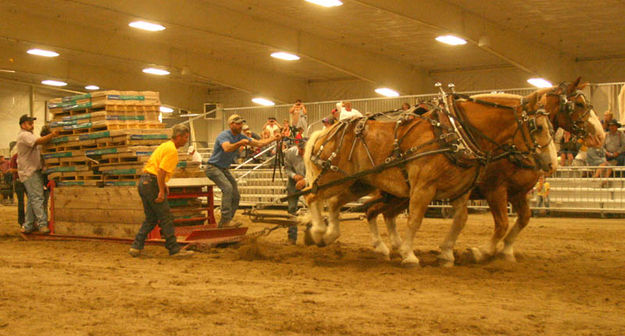 Horse Pull. Photo by Dawn Ballou, Pinedale Online.
