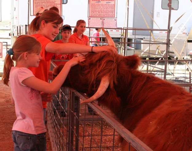 Petting Zoo. Photo by Dawn Ballou, Pinedale Online.