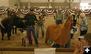 Over The Hill Beef Showmanship. Photo by Dawn Ballou, Pinedale Online.