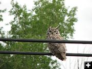 Owl. Photo by Amy Sletten.