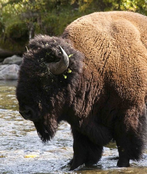 Bison. Photo by Dave Bell.