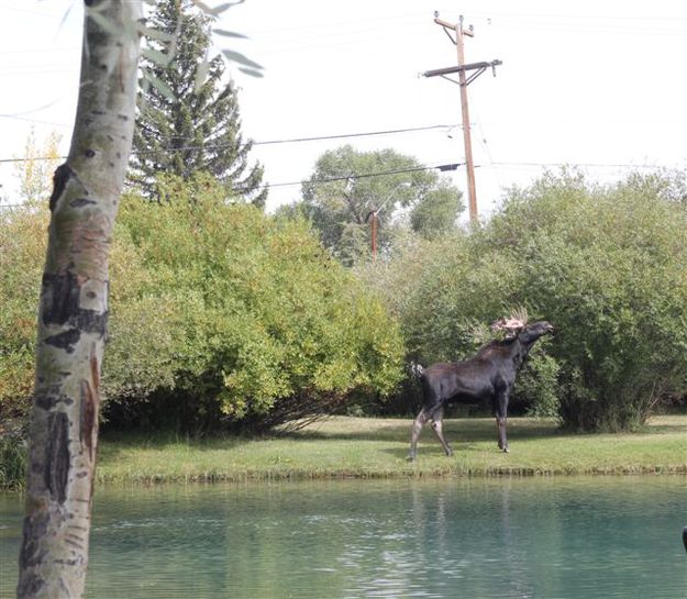 Bull Moose. Photo by Kathie Martin .