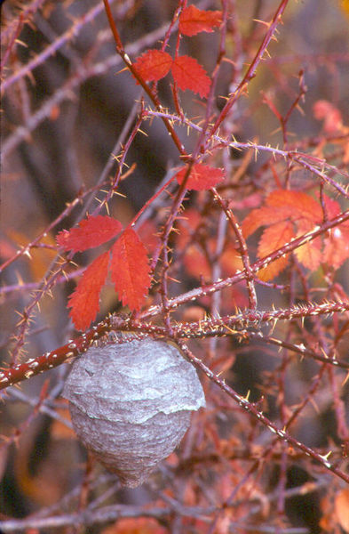 Wasp Nest at the CCC Ponds. Photo by Fred Pflughoft.