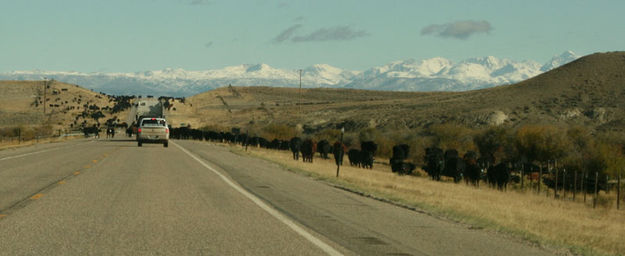 Cattle drive. Photo by Dawn Ballou, Pinedale Online.