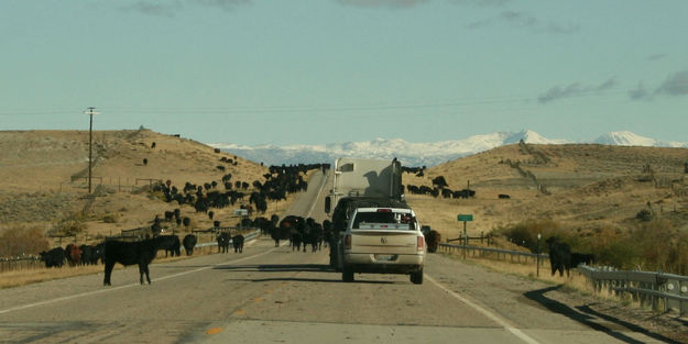 Cattle on the road. Photo by Dawn Ballou, Pinedale Online.