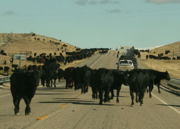 Cattle Drive. Photo by Dawn Ballou, Pinedale Online.