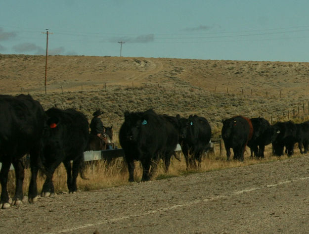 Plodding along. Photo by Dawn Balou, Pinedale Online.