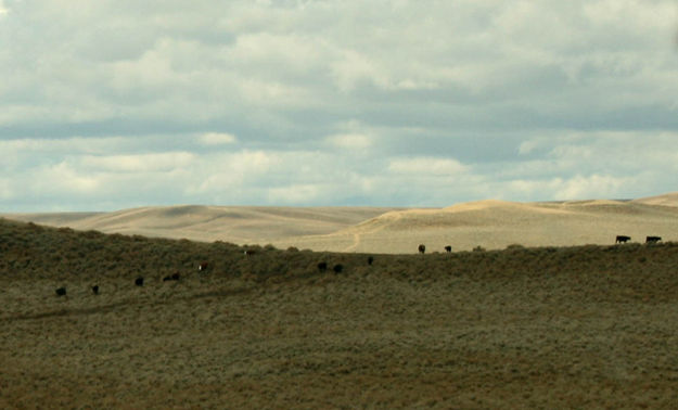Drift cattle. Photo by Dawn Ballou, Pinedale Online.