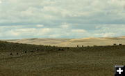 Drift cattle. Photo by Dawn Ballou, Pinedale Online.