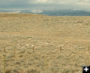 Antelope. Photo by Dawn Ballou, Pinedale Online.