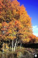 Autumns aspens. Photo by Joy Ufford, Sublette Examiner.