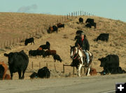 Stopping for a snack. Photo by Dawn Ballou, Pinedale Online.