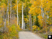 Fall colors. Photo by Scott Almdale.