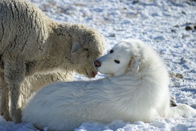 Rena and her friend. Photo by Cat Urbigkit.