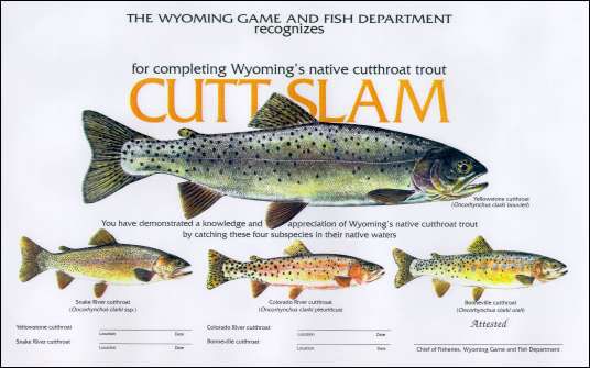 Cutt-Slam. Photo by Wyoming Game & Fish.