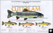 Cutt-Slam. Photo by Wyoming Game & Fish.